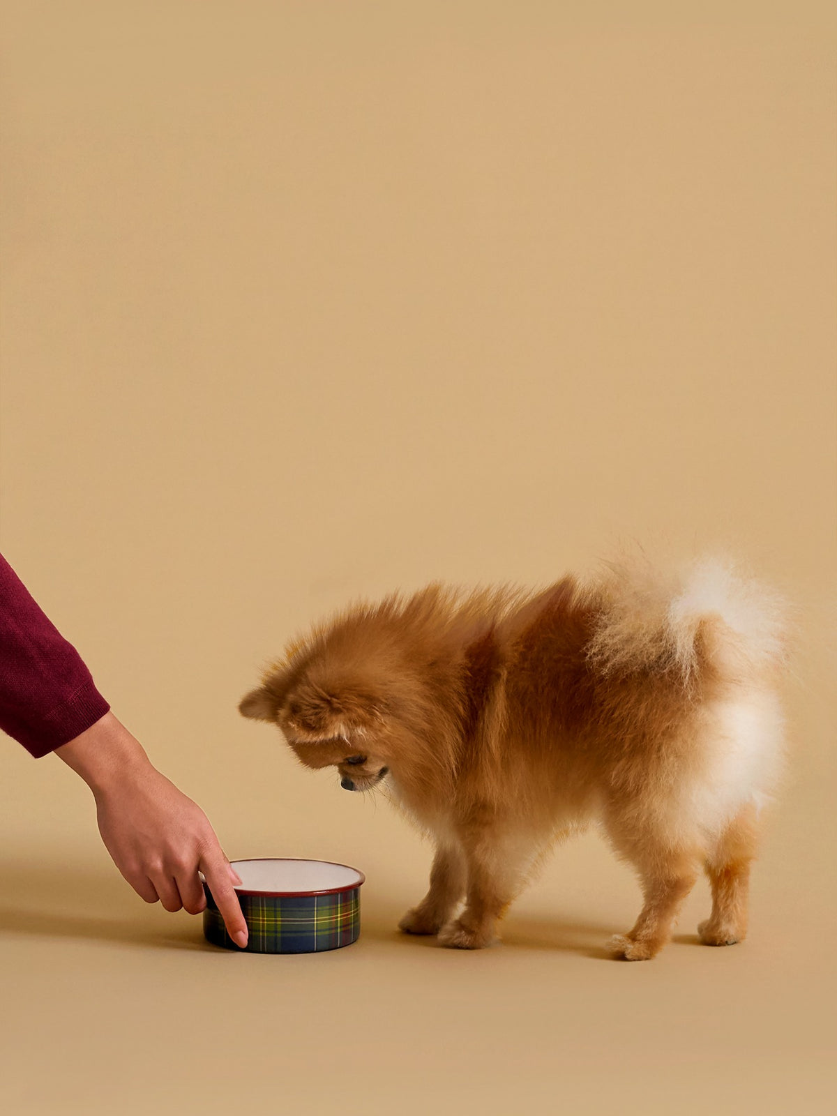Petite gamelle pour chien - Collection Fine Truffe